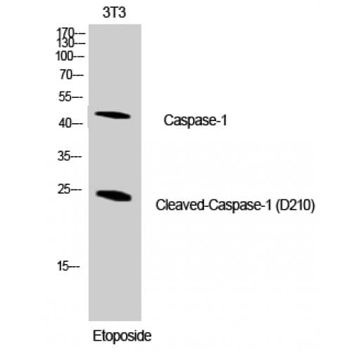 Polyclonal Rabbit anti-Human CASP1 / Caspase 1 Antibody (130-210 aa, Internal, IHC, WB)