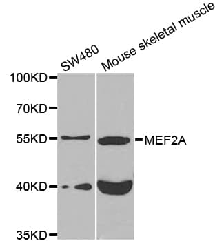 MEF2A / MEF2 Antibody