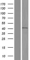 BAP29 / BCAP29 Protein (Over-Expression Lysate Myc-DDK (Flag))