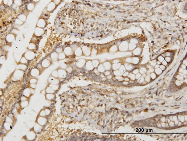 NMI Antibody (clone 9E8)