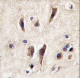Polyclonal Rabbit anti-Human TIE Antibody (aa12-42, IHC, WB)