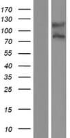 NAALADL / NAALADL1 Protein (Over-Expression Lysate Myc-DDK (Flag))