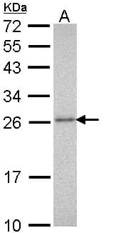 PSMA3 Antibody (aa1-137)