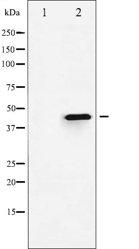 Polyclonal Rabbit anti-Human HDAC3 Antibody (phospho-Ser424, IHC, IF, WB)