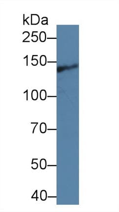 ITSN1 / ITSN Antibody (aa1-227, APC)