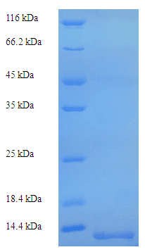 Rainbow trout PLP1 / Myelin PLP Protein (Recombinant His)