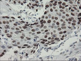 TLE1 / TLE 1 Antibody (aa180-460, clone OTI1F5)