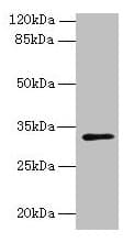 PPAP2C Antibody (aa109-162)