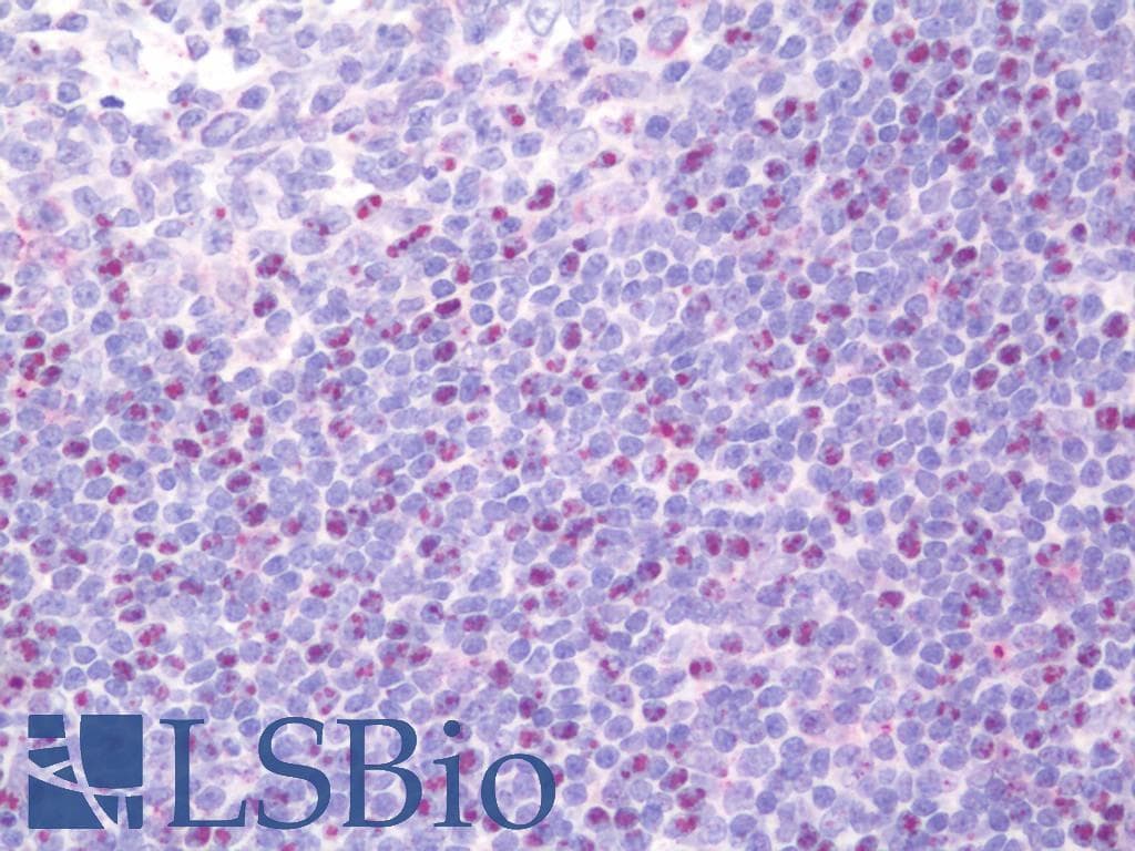 RHOA Antibody (HRP)