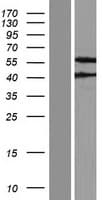 FBX09 / FBXO9 Protein (Over-Expression Lysate Myc-DDK (Flag))