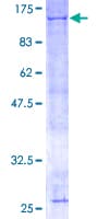 Human ANAPC2 / APC2 Protein (Recombinant GST)