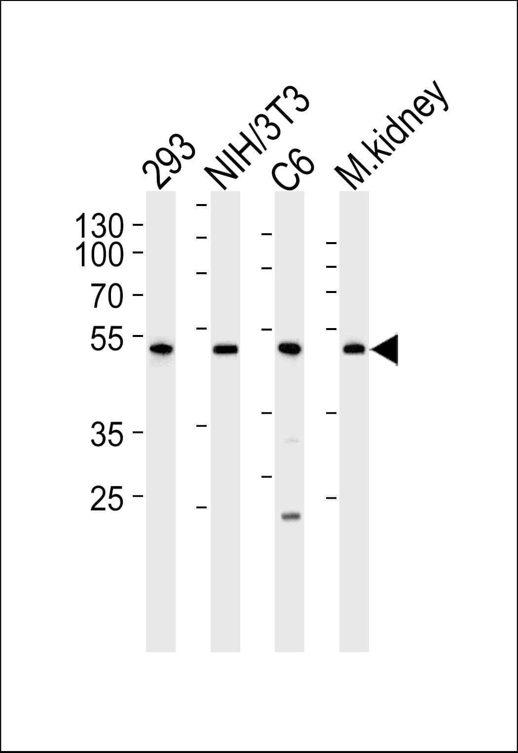 CDK9 Antibody (aa251-278)