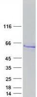 Human RAMA1 / SKA3 Protein (Recombinant Myc-DDK (Flag))