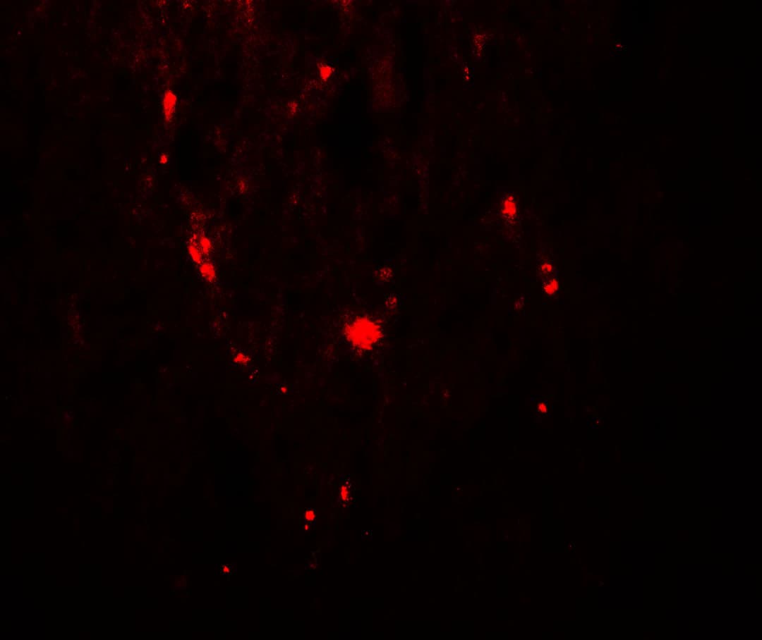 SAMHD1 Antibody (phospho-Thr592)