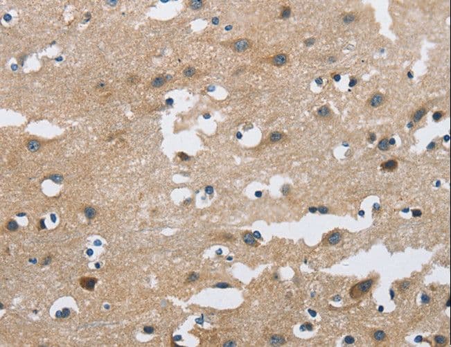 FGF9 Antibody