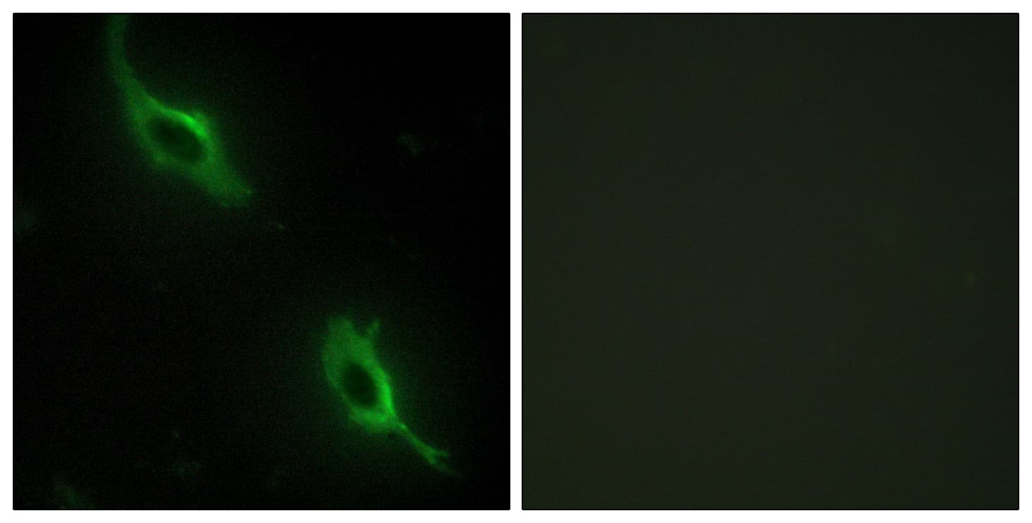 IHC-plus™ CKMT2 Antibody (aa231-280)