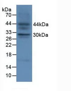FGF23 Antibody (aa25-251)