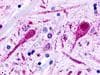 PathPlus™ TAAR2 / GPR58 Antibody (Cytoplasmic Domain)