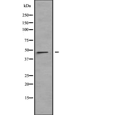 LRRC42 Antibody