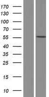 Human CTSF / Cathepsin F Protein (Over-Expression Lysate Myc-DDK (Flag))