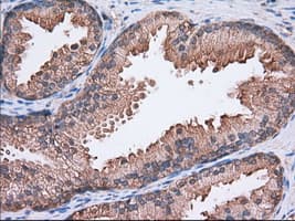 SNX9 / WISP Antibody (clone OTI2E1)