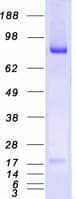 Human MALT1 Protein (Recombinant Myc-DDK (Flag))
