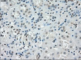 SSX2 Antibody (clone OTI4D10, Carrier-free)