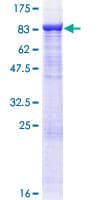 Human TRAF3 Protein (Recombinant GST)