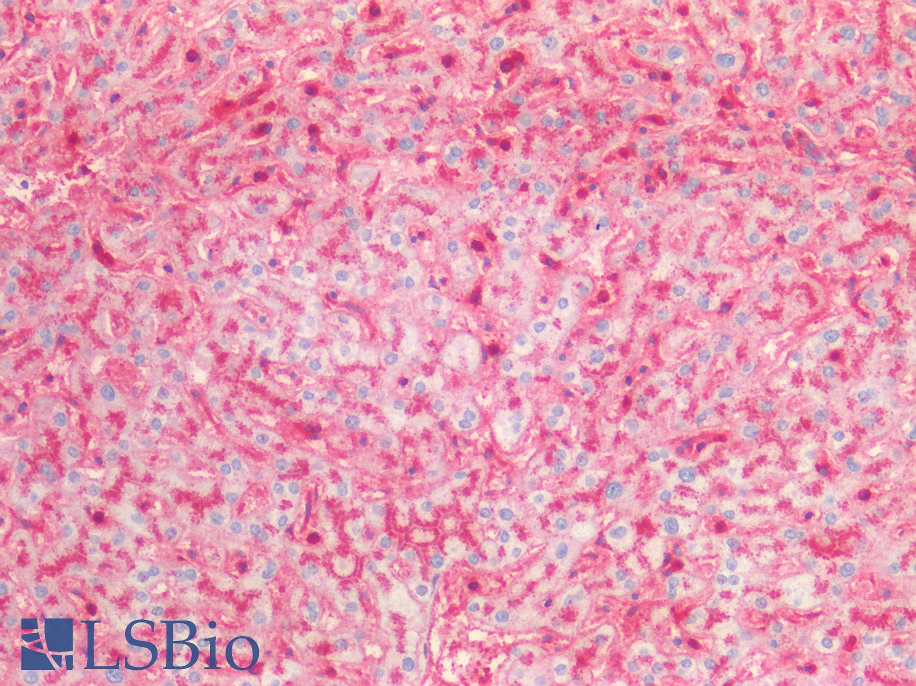 IHC-plus™ CD63 Antibody (clone LAMP3/2990R, Azide-free, Carrier-free)