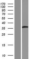 MOB2 Protein (Over-Expression Lysate Myc-DDK (Flag))