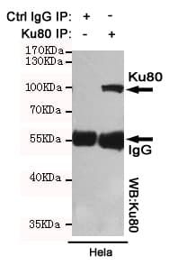 Monoclonal Mouse anti-Human XRCC5 / Ku80 Antibody (WB)