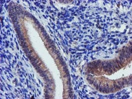 KCNAB1 Antibody (clone OTI7F12, Carrier-free)