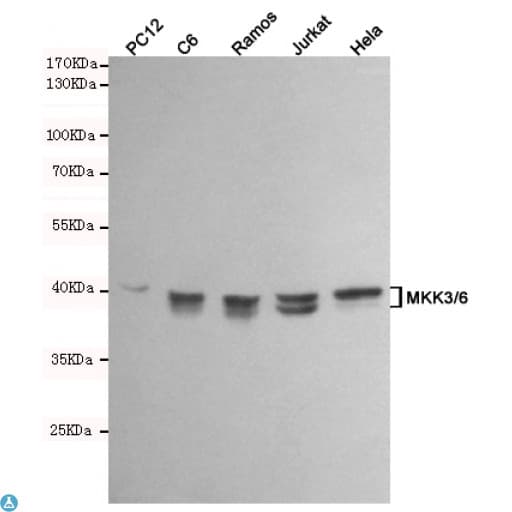MAP2K6 / MEK6 / MKK6 Antibody