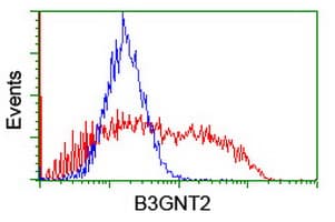 B3GNT2 Antibody (clone OTI1G10)