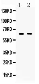 TUB / Tubby Antibody