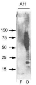 Polyclonal Rabbit Amyloid Oligomers Antibody (clone A11, WB)