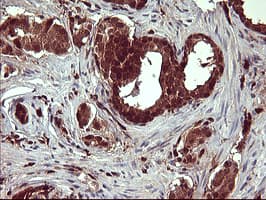 BID Antibody (clone OTI4A1)