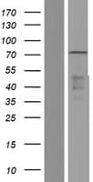 ELF1 Protein (Over-Expression Lysate Myc-DDK (Flag))