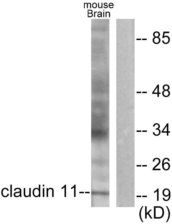 IHC-plus™ CLDN11 / Claudin 11 Antibody (aa158-207)