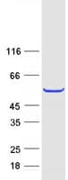 Human TEKT2 Protein (Recombinant Myc-DDK (Flag))
