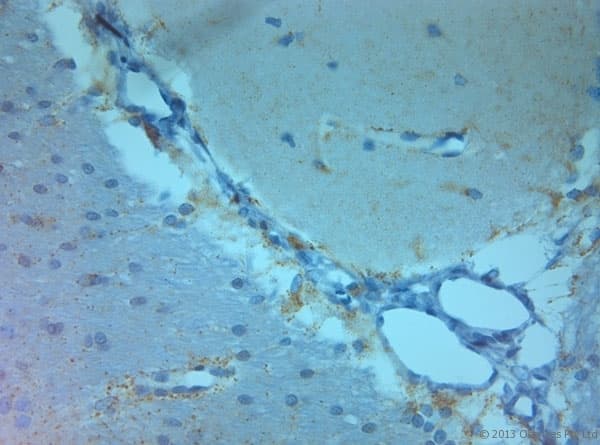 Polyclonal Rabbit anti-Rat GRIN3A / NR3A Antibody (aa1091-1135, IHC)