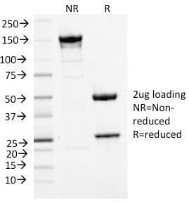 MCM7 Antibody (clone MCM7/1468, Azide-free, BSA-free)