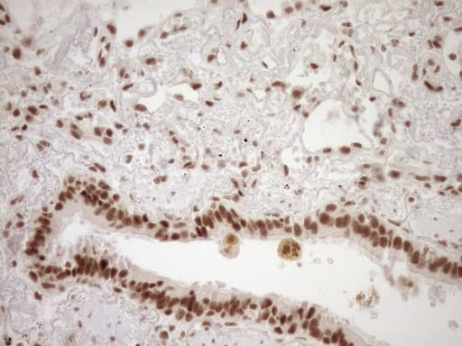 NUDT21 Antibody (aa2-227, clone OTI2C8)