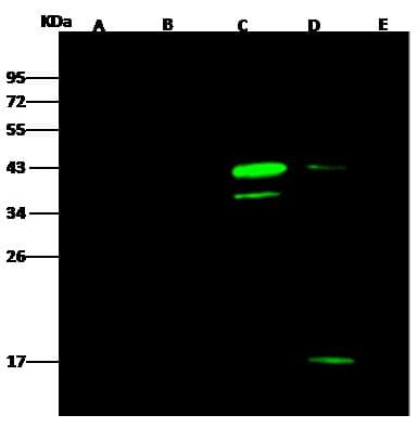 V5 Tag Antibody (clone 03, Preservative Free)