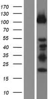 DZIP1 Protein (Over-Expression Lysate Myc-DDK (Flag))