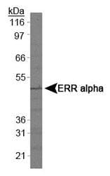 ESRRA / ERR Alpha Antibody (aa1-50)
