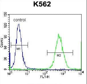 CTF1 / Cardiotrophin-1 Antibody (aa166-194)