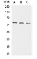 LRP11 Antibody (Internal)