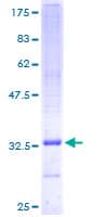 Human UQCR10 / UCRC Protein (Recombinant GST)