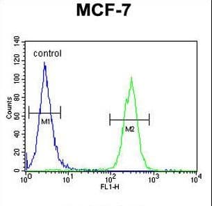 Polyclonal Rabbit anti-Human MAP1LC3B / LC3B Antibody (aa74-106, IHC, WB)